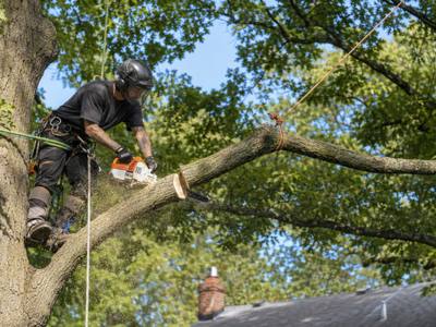 Climber pruning a mature tree beside a lot cleared for new construction