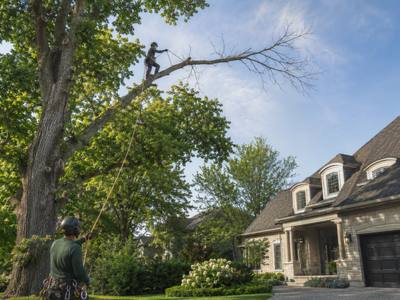Dead limb reaching over a front yard near a severed lot