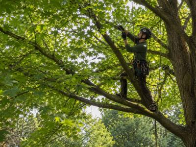 Crew member tied in above a protected tree's root zone