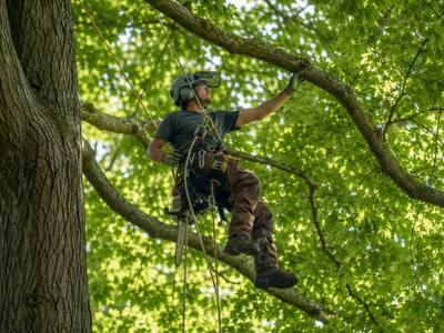 Climber working through a dense backyard canopy