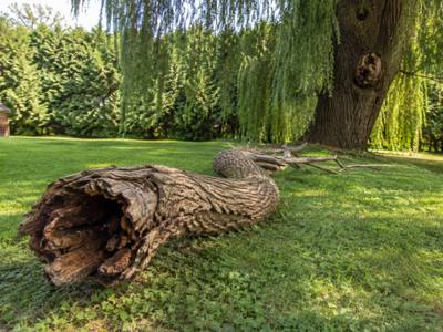 Hollowed trunk section set on the lawn after a takedown