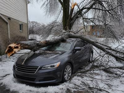 Storm-downed limb across a driveway on a Willowdale street