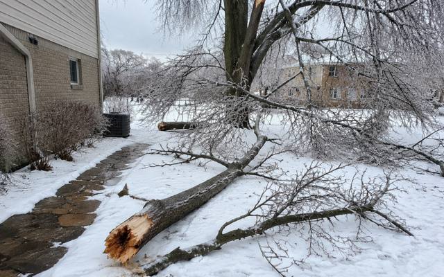 Dead limb resting on a lawn after removal, construction fencing visible behind