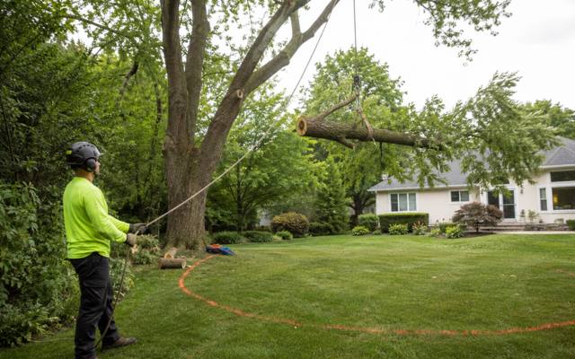 Ground crew lowering a cut section on a rigging line during a tree removal