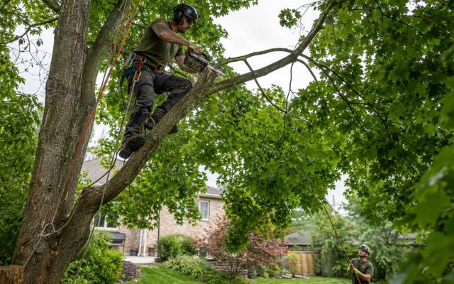 Pruning cut being made in a mature tree near a construction site